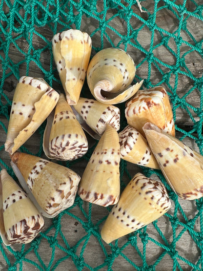 Weasel Cone - Conus mustelinus