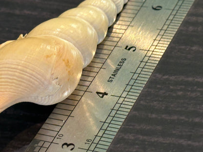 Shinbone Tibia Fucus Shell 7.5"