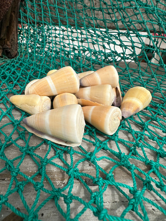 Hawaiian Golden-Yellow Cone - Conus peasei