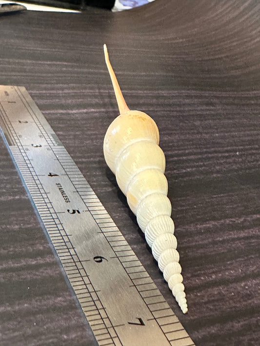 Shinbone Tibia Fucus Shell 7.5"