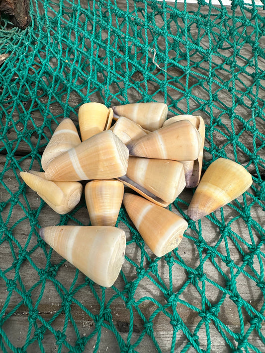 Hawaiian Golden-Yellow Cone - Conus peasei