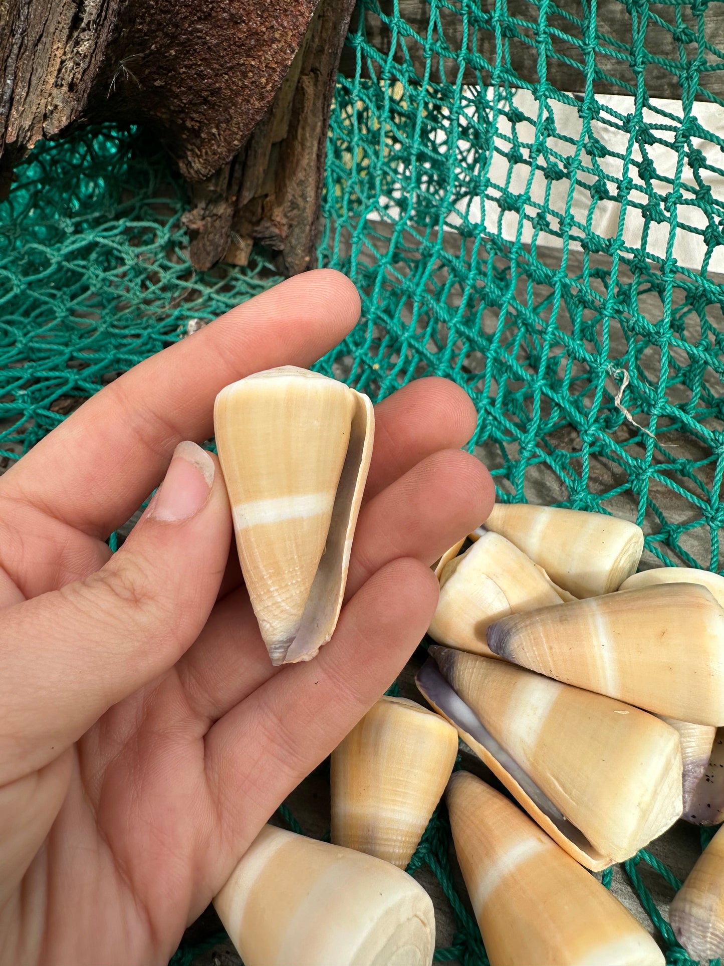 Hawaiian Golden-Yellow Cone - Conus peasei