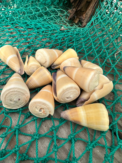 Hawaiian Golden-Yellow Cone - Conus peasei