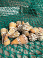Captain's Cone - Conus capitaneus