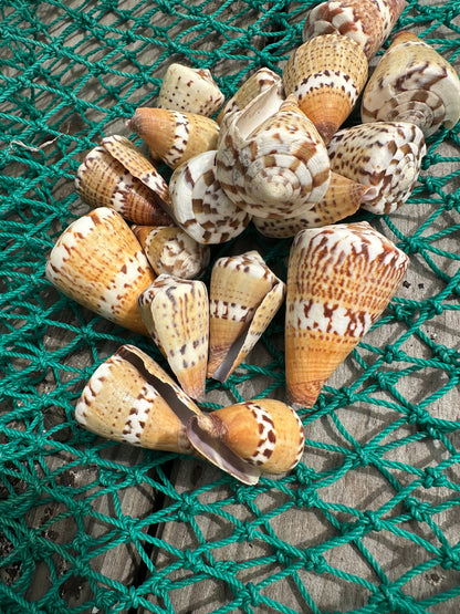 Captain's Cone - Conus capitaneus