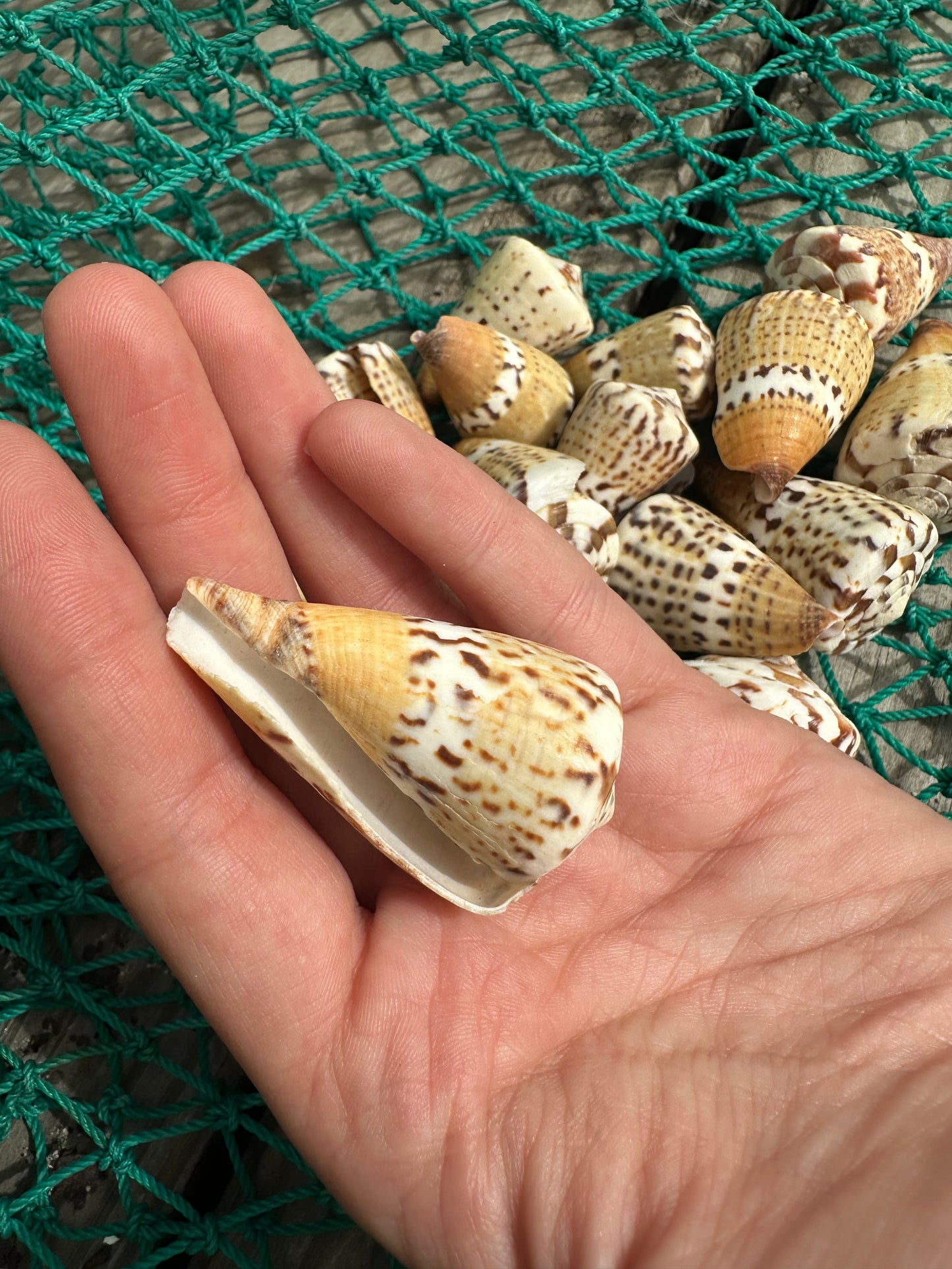 Captain's Cone - Conus capitaneus