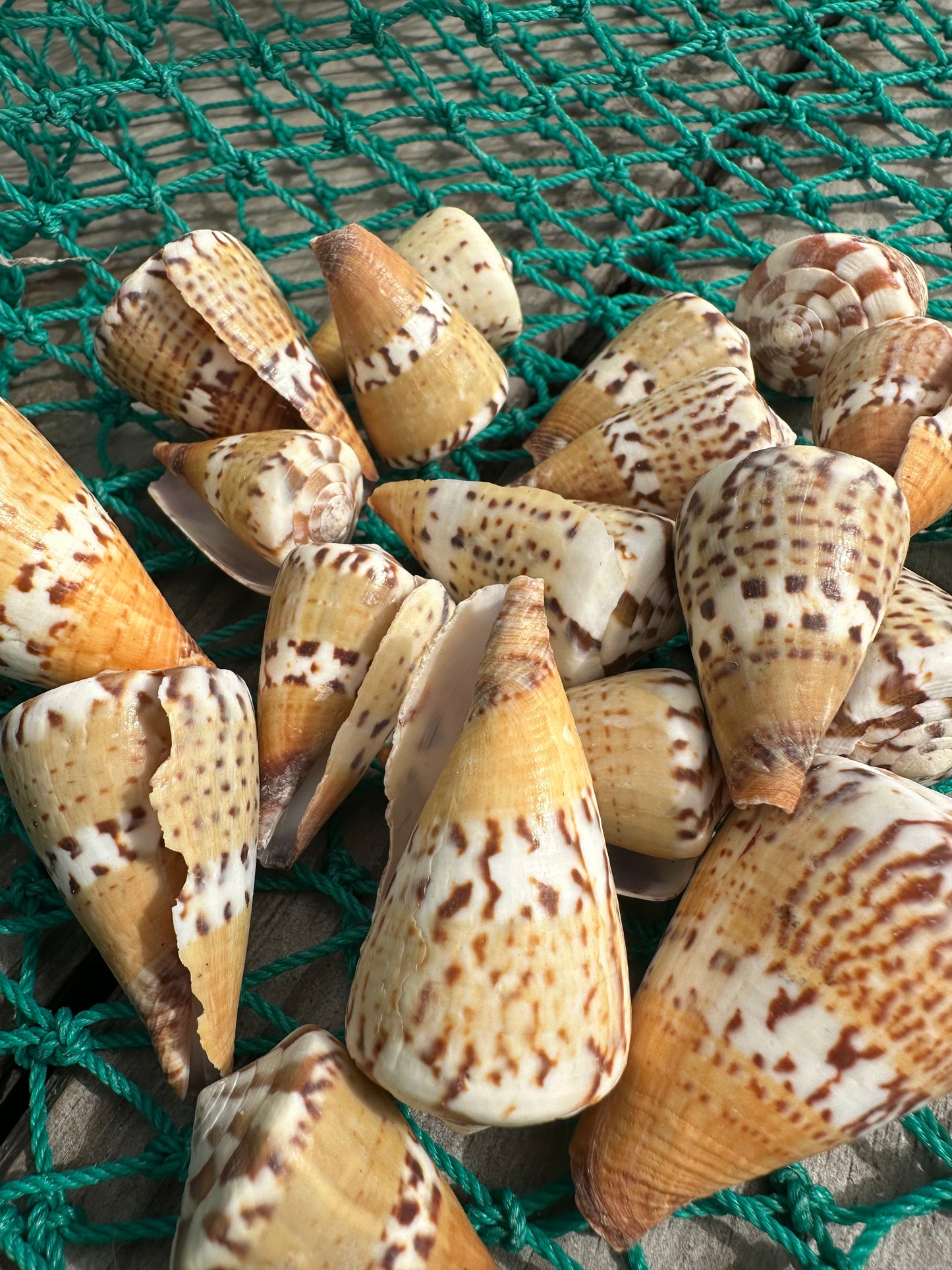 Captain's Cone - Conus capitaneus