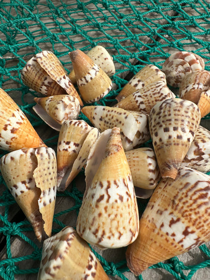Captain's Cone - Conus capitaneus