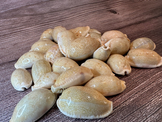 Boivin's Cowrie Shell- Boivinii Cowrie