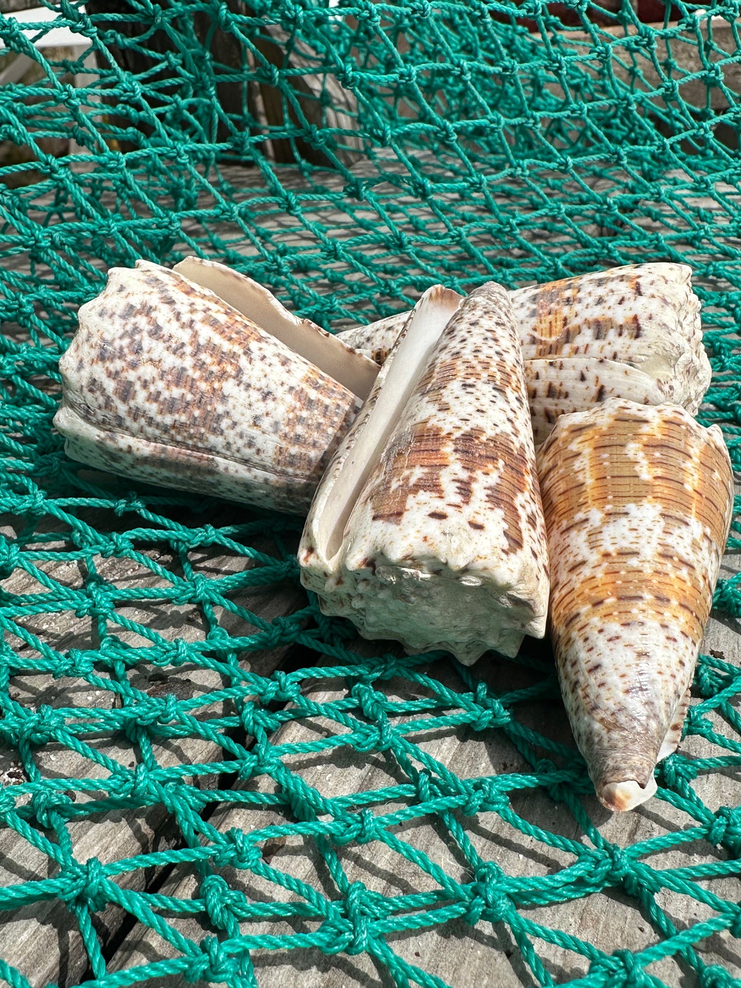 Imperial Cone Shell Display – Conus imperialis 2–3" or 3–4" Coastal Accent
