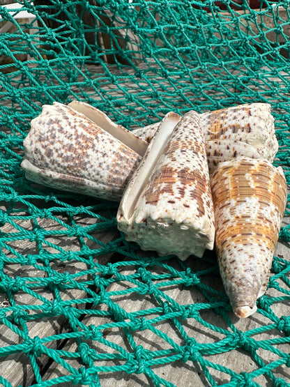 Imperial Cone Shell Display – Conus imperialis 2–3" or 3–4" Coastal Accent