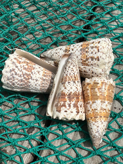 Imperial Cone Shell Display – Conus imperialis 2–3" or 3–4" Coastal Accent