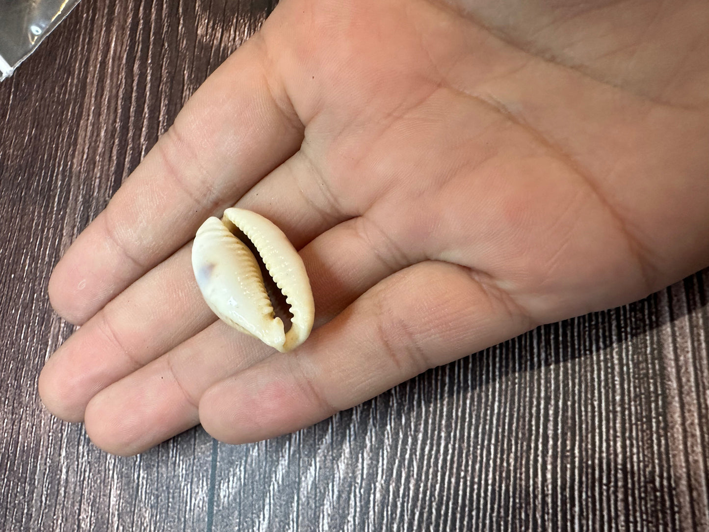Boivin's Cowrie Shell- Boivinii Cowrie