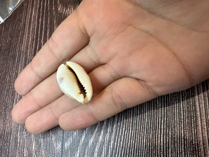 Boivin's Cowrie Shell- Boivinii Cowrie