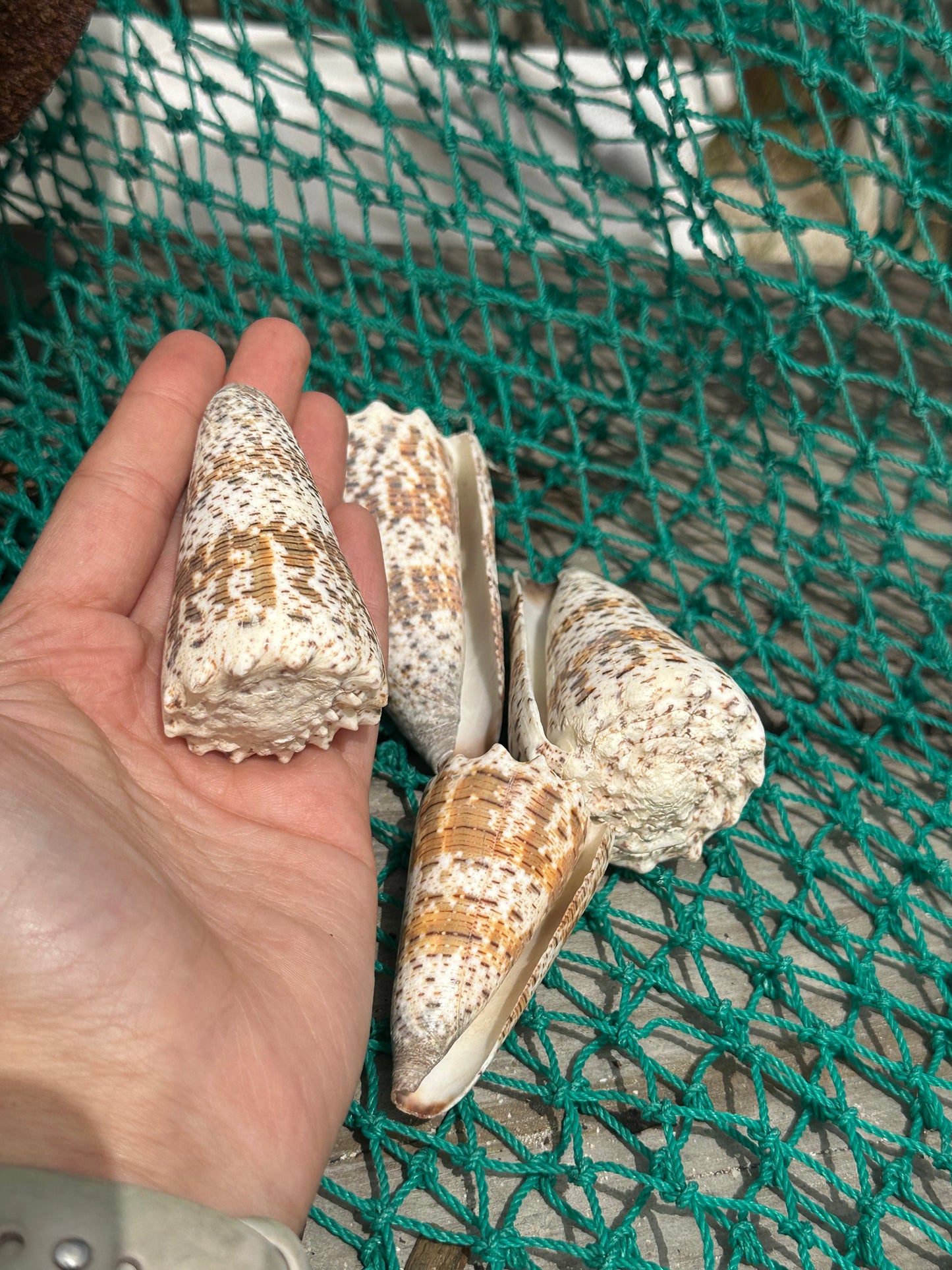 Imperial Cone Shell Display – Conus imperialis 2–3" or 3–4" Coastal Accent