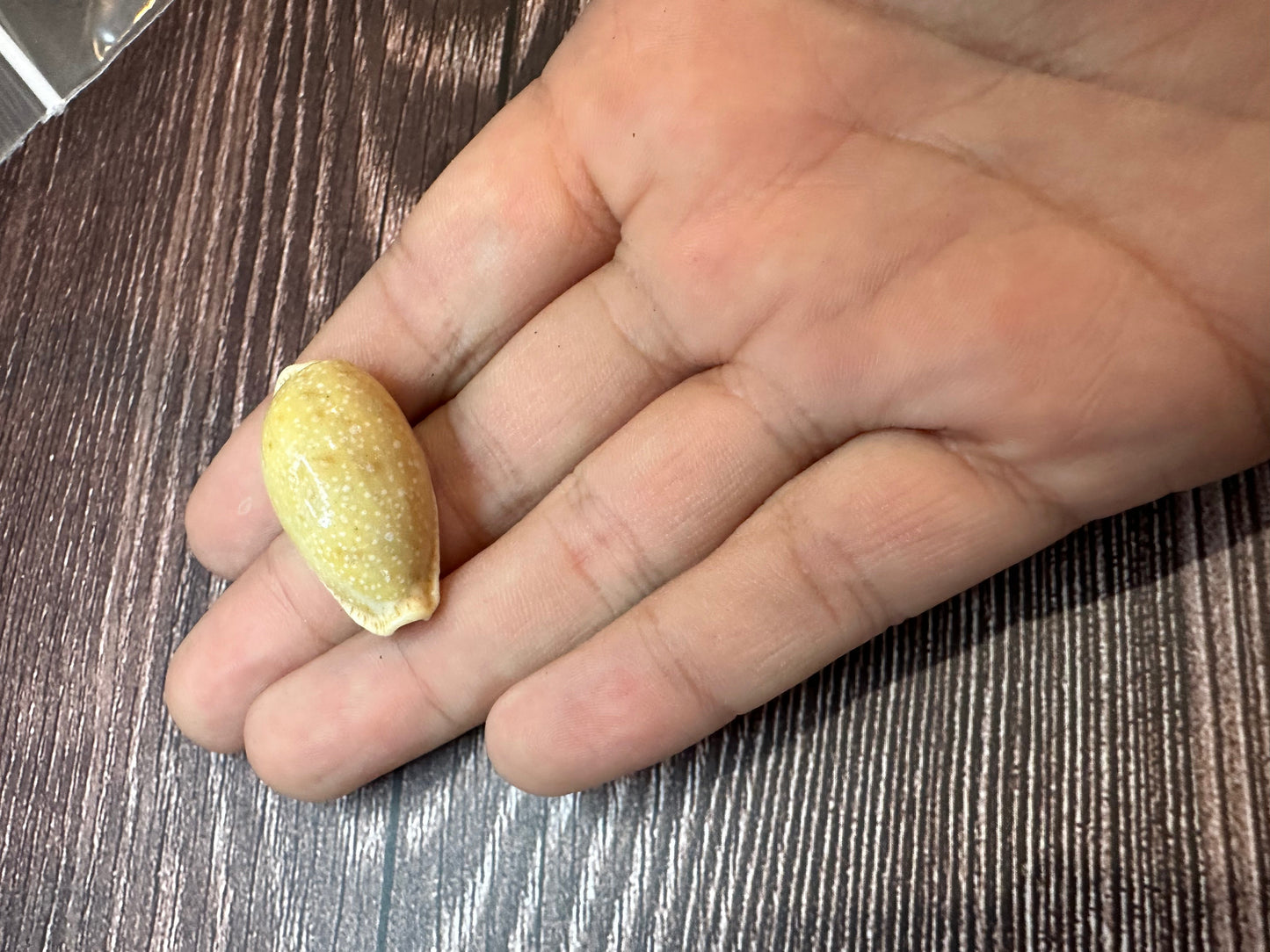 Boivin's Cowrie Shell- Boivinii Cowrie