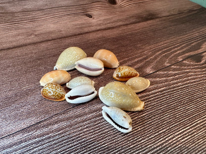Assorted Cowrie Shells