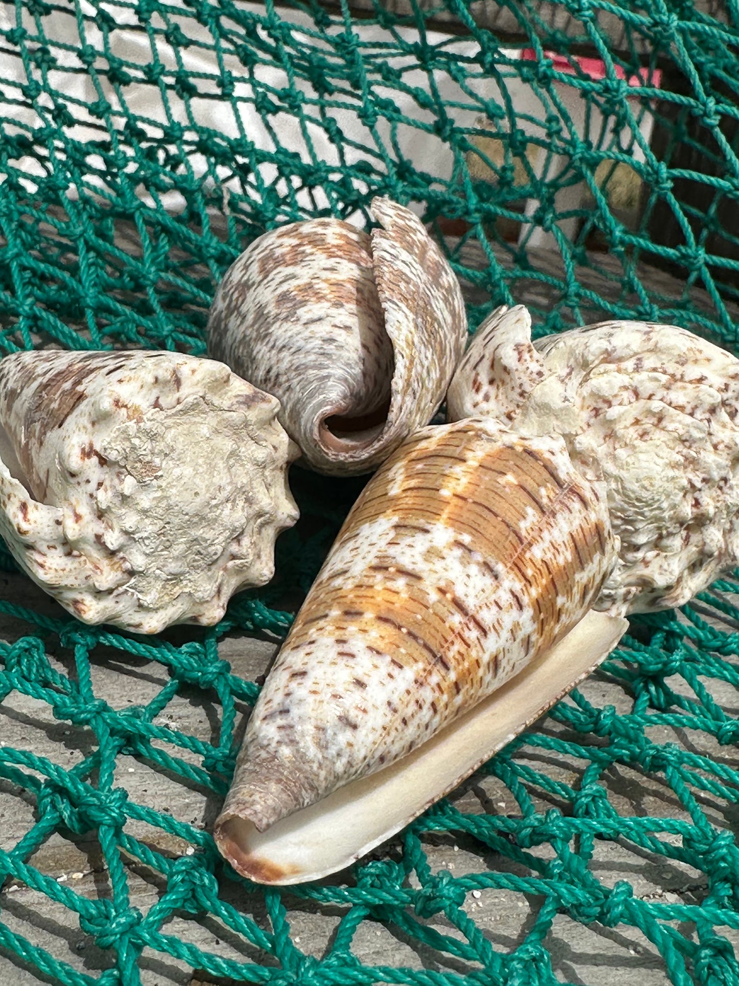 Imperial Cone Shell Display – Conus imperialis 2–3" or 3–4" Coastal Accent