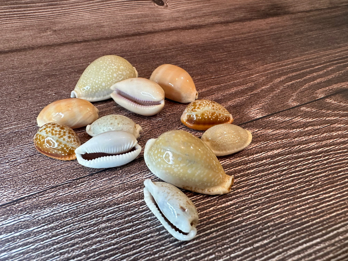 Assorted Cowrie Shells