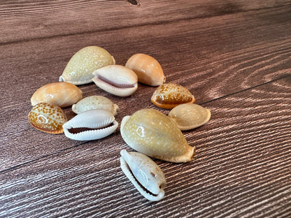 Assorted Cowrie Shells