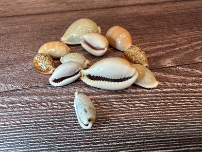 Assorted Cowrie Shells