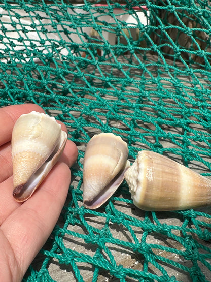 Livid Cone - Conus lividus