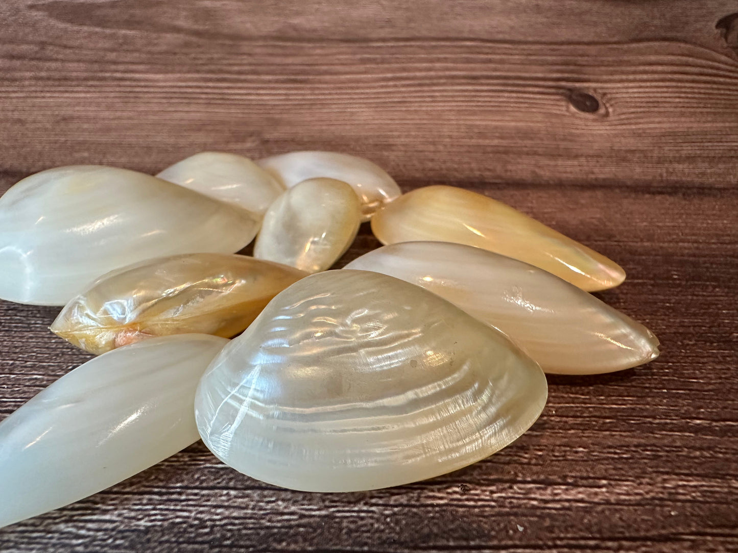 Pearl Clam