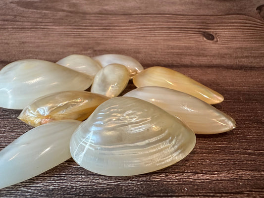 Pearl Clam