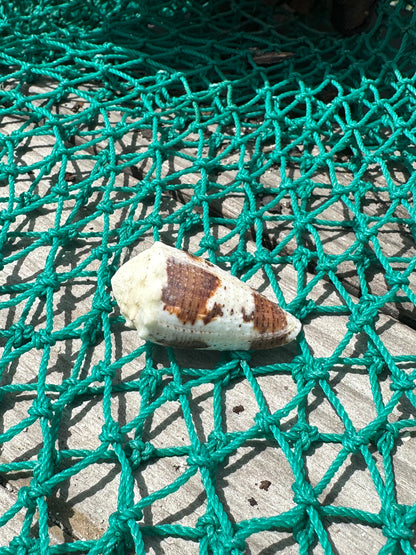 Freckled Cone - Conus varius