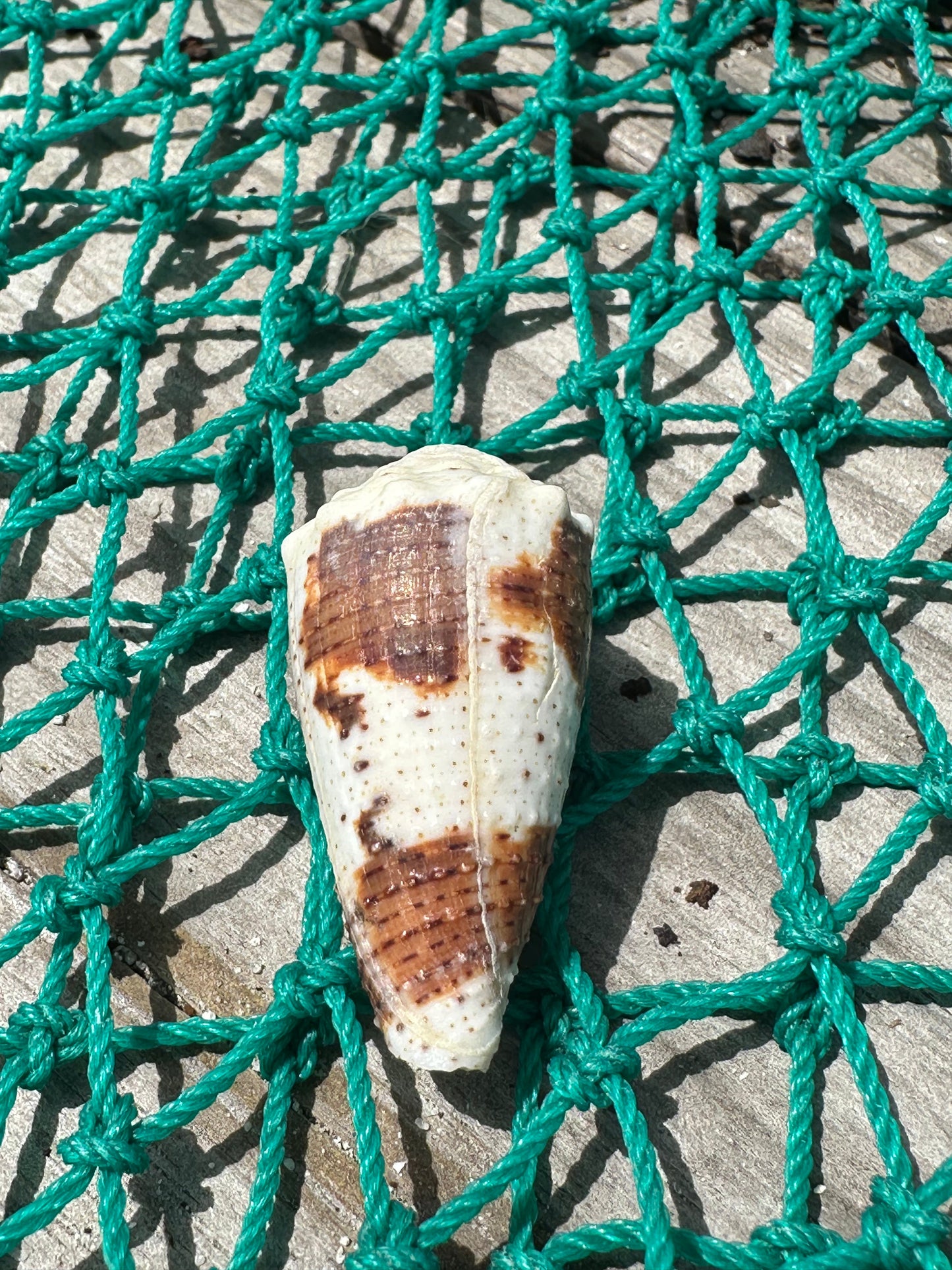 Freckled Cone - Conus varius