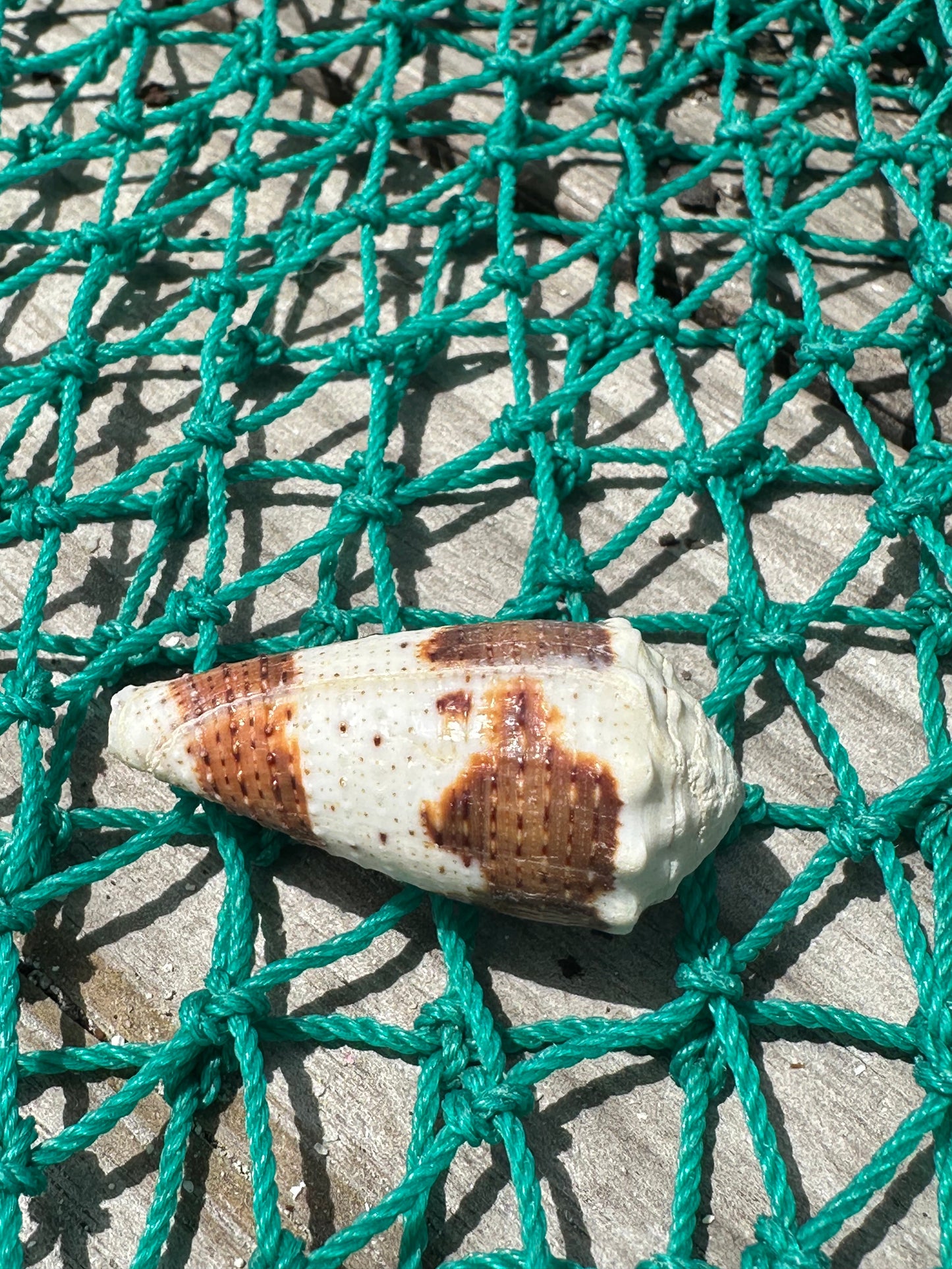 Freckled Cone - Conus varius