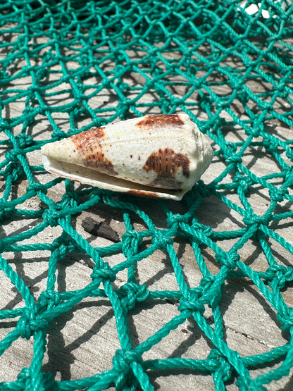 Freckled Cone - Conus varius