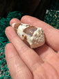 Freckled Cone - Conus varius