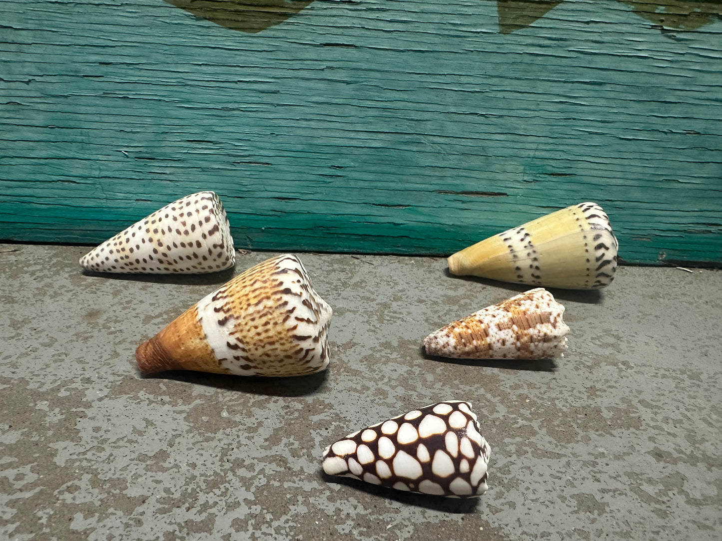 Cone Shell Collection Pack
