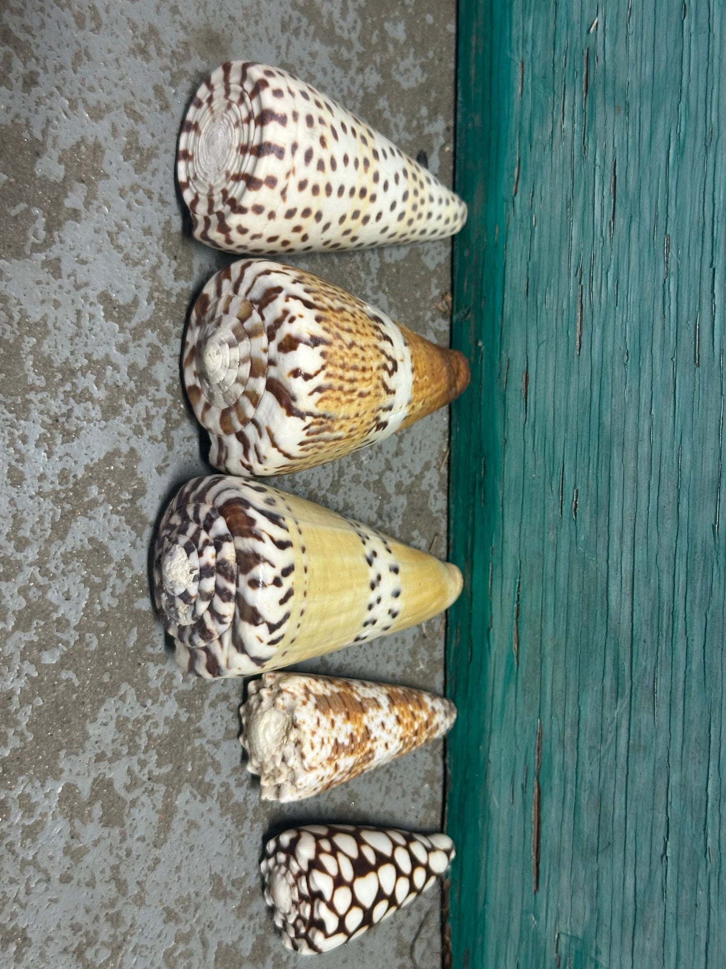 Cone Shell Collection Pack