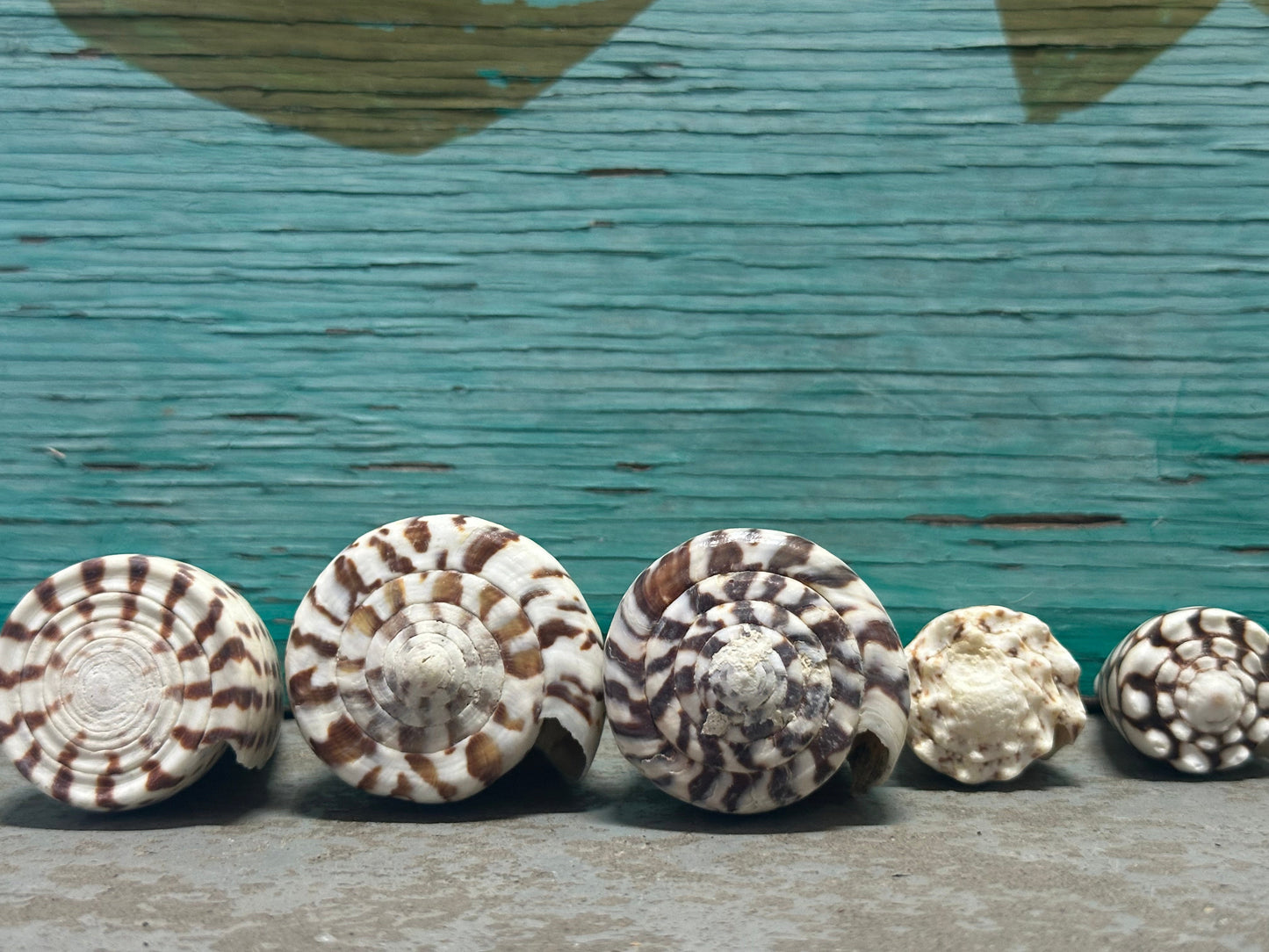 Cone Shell Collection Pack