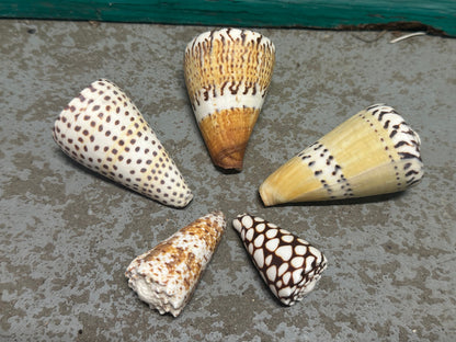 Cone Shell Collection Pack