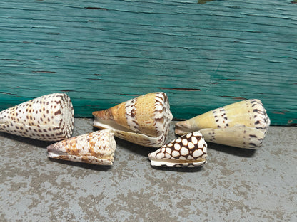 Cone Shell Collection Pack