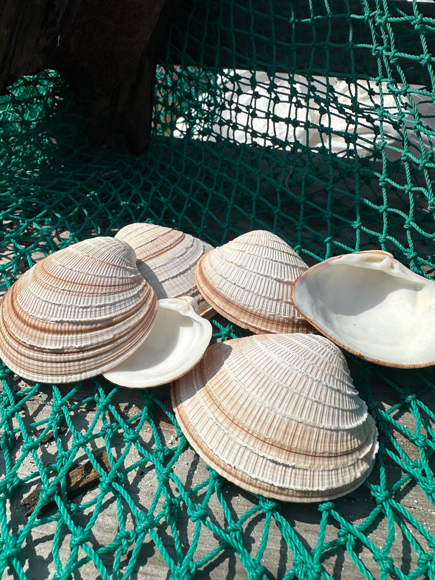 Cross-Barred Venus Clam Half - Chione cancellata