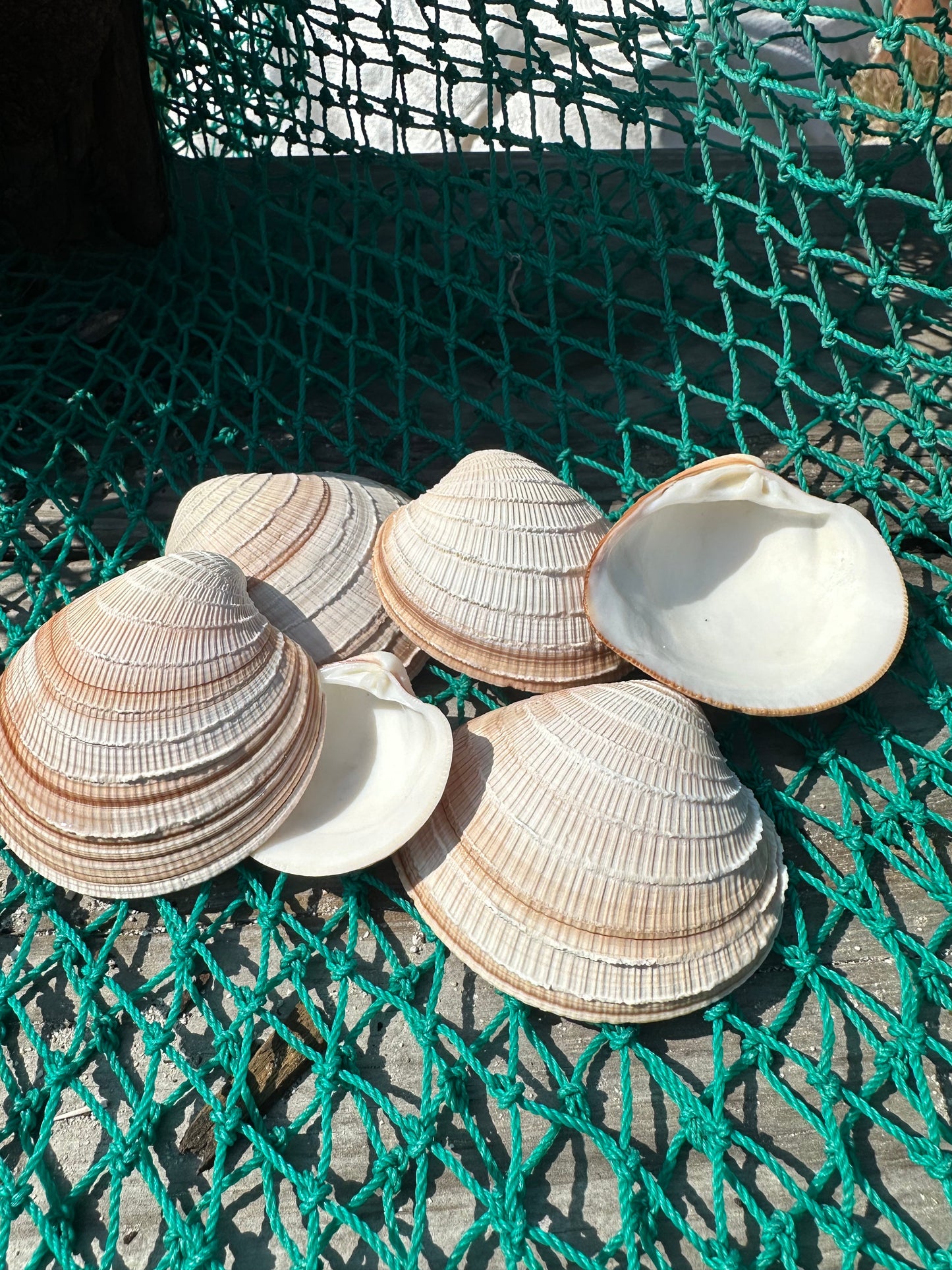 Cross-Barred Venus Clam Half - Chione cancellata