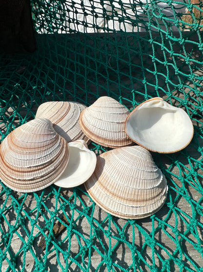 Cross-Barred Venus Clam Half - Chione cancellata