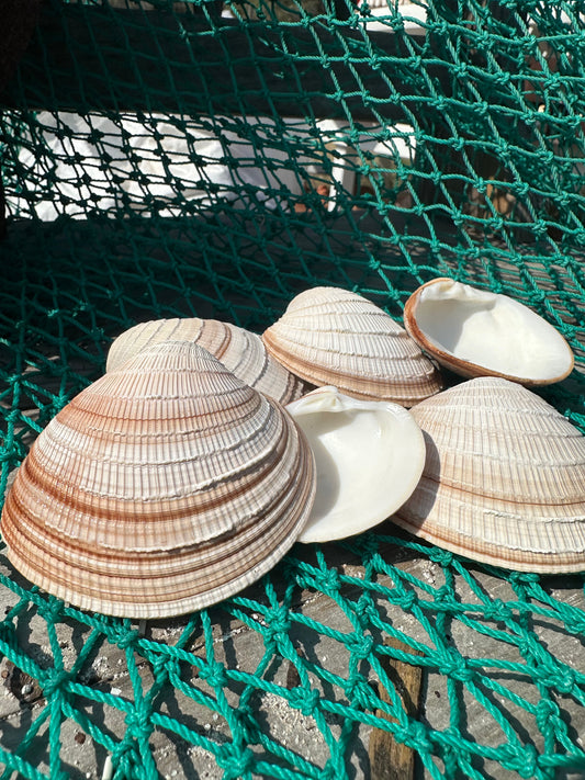 Cross-Barred Venus Clam Half - Chione cancellata