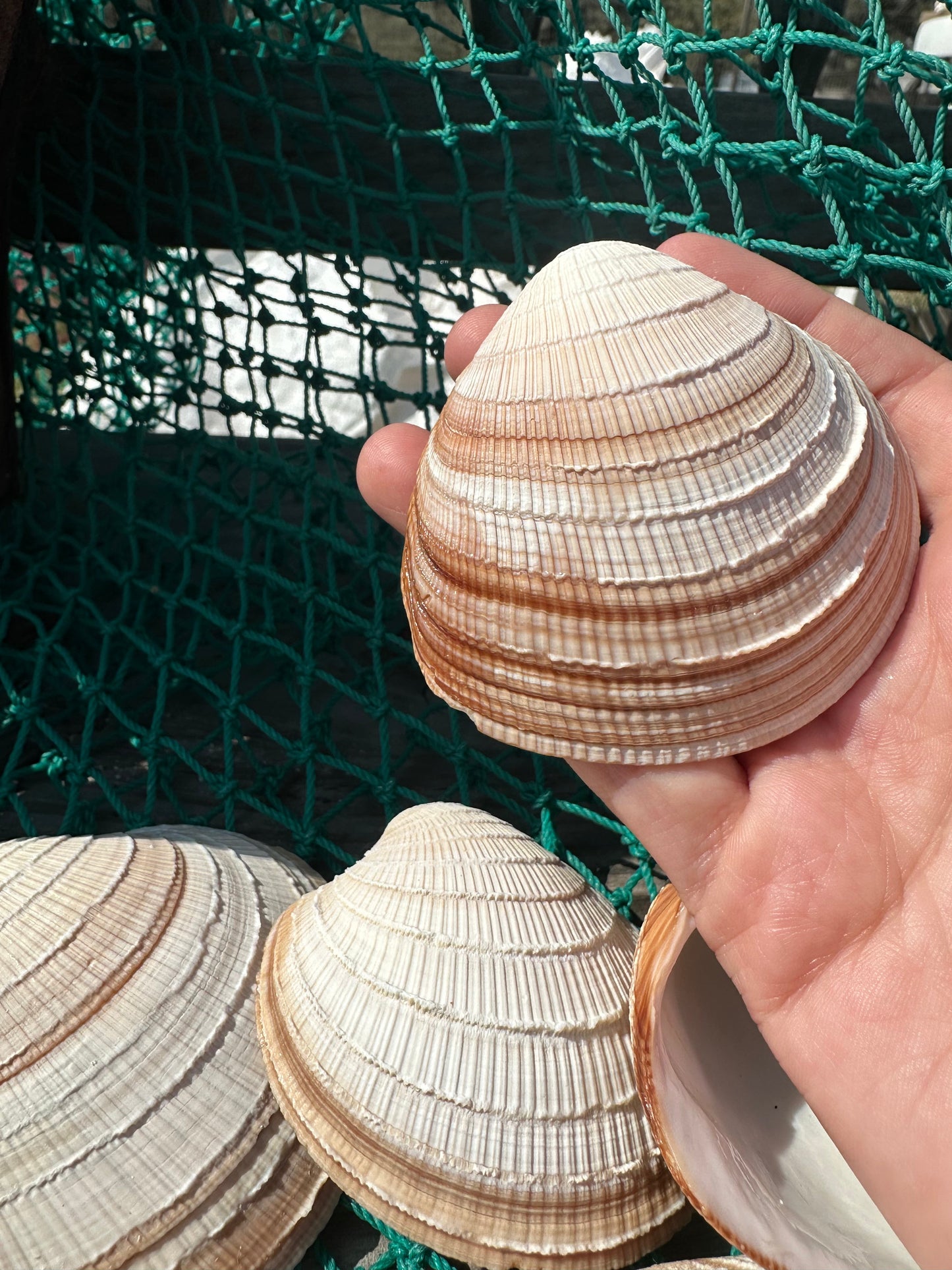 Cross-Barred Venus Clam Half - Chione cancellata