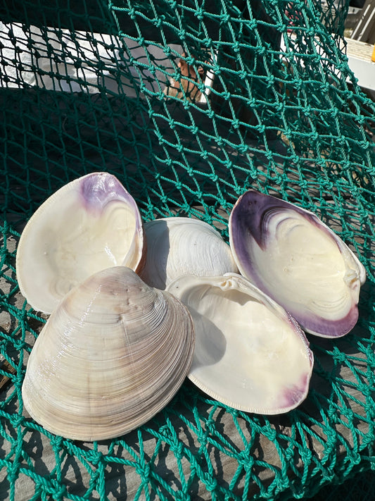 Chesapeake Bay Purple Lip Clam Half Shells - Mercenaria mercenaria