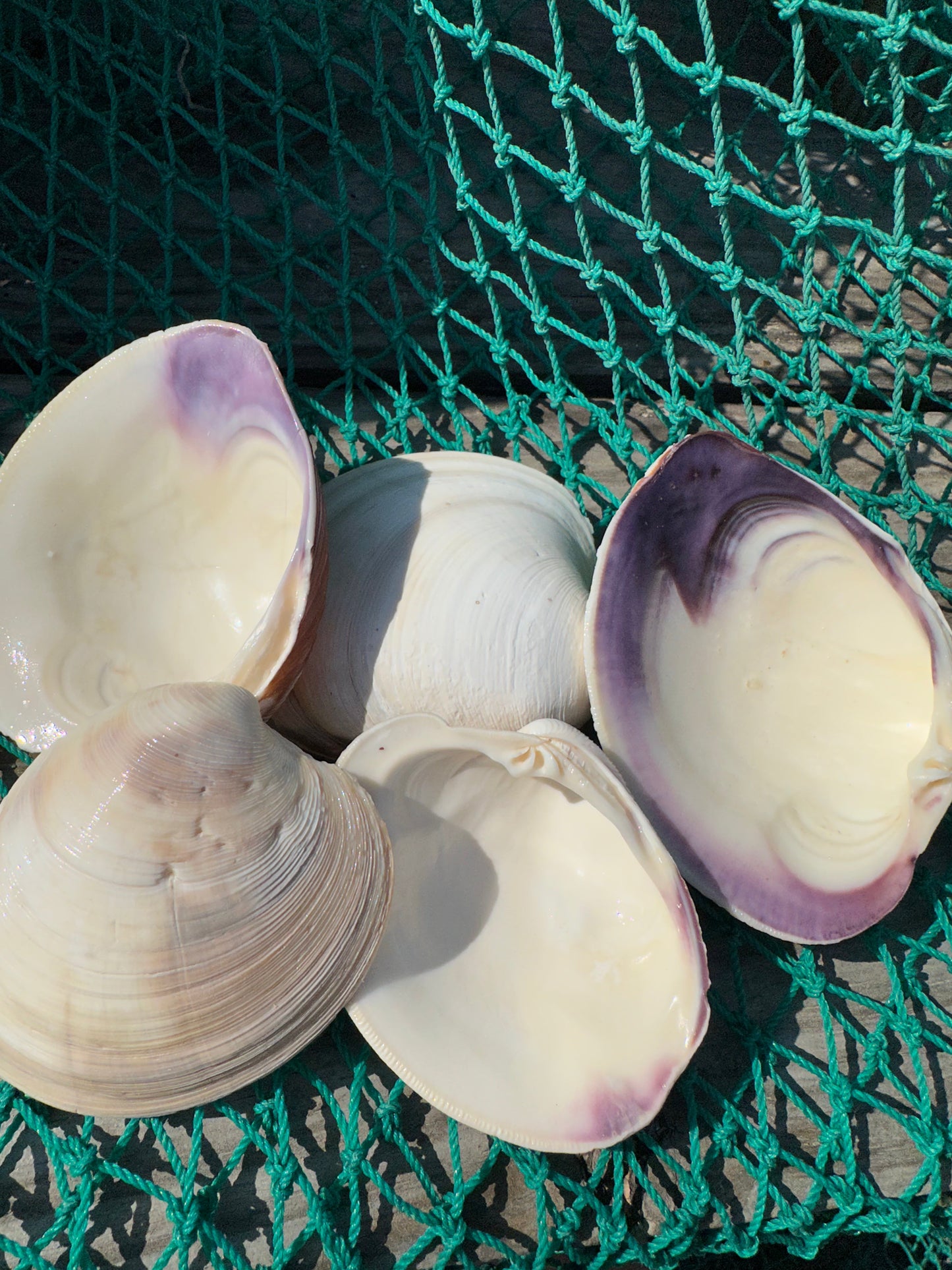Chesapeake Bay Purple Lip Clam Half Shells - Mercenaria mercenaria