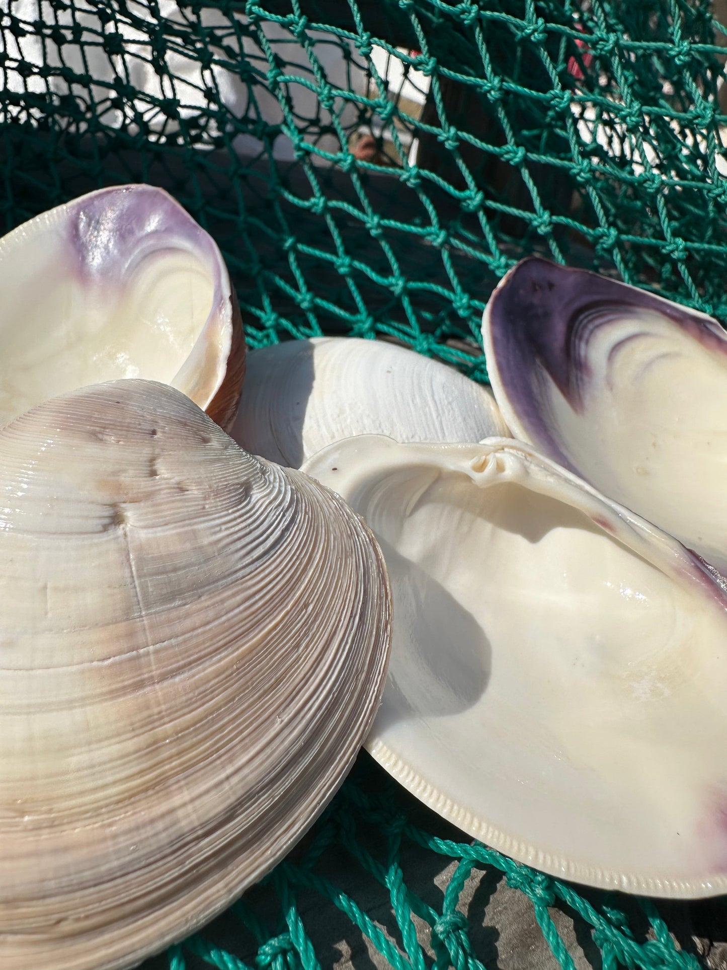 Chesapeake Bay Purple Lip Clam Half Shells - Mercenaria mercenaria