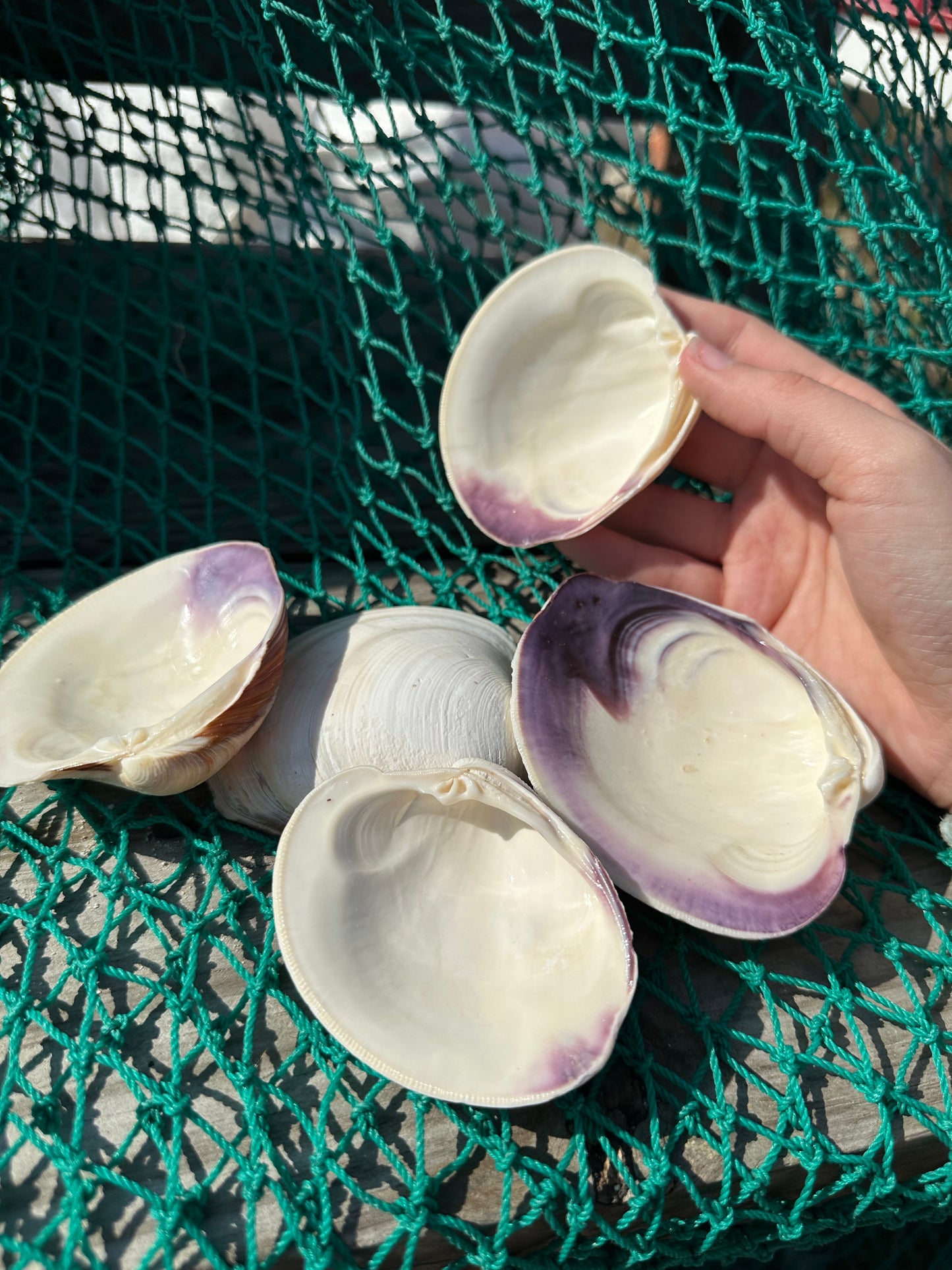 Chesapeake Bay Purple Lip Clam Half Shells - Mercenaria mercenaria