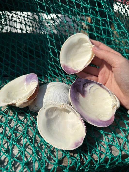 Chesapeake Bay Purple Lip Clam Half Shells - Mercenaria mercenaria