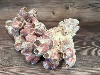 Gulf of America Barnacles 5-7" Clusters