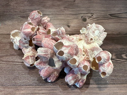 Gulf of America Barnacles 5-7" Clusters